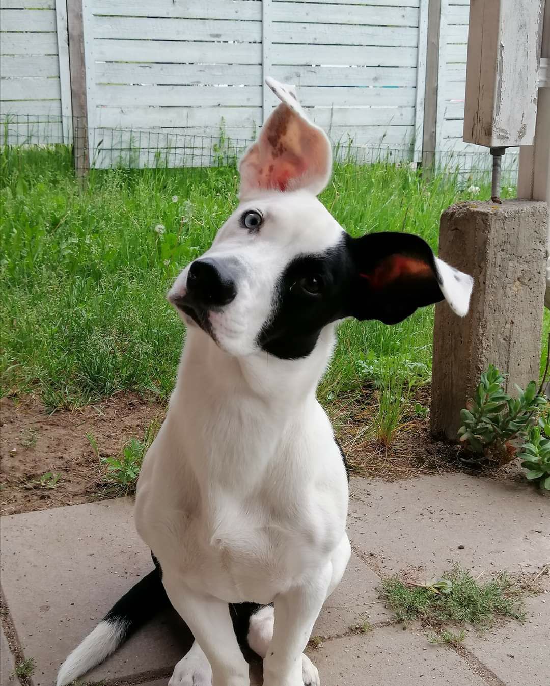 Doggo_Zelda_1
