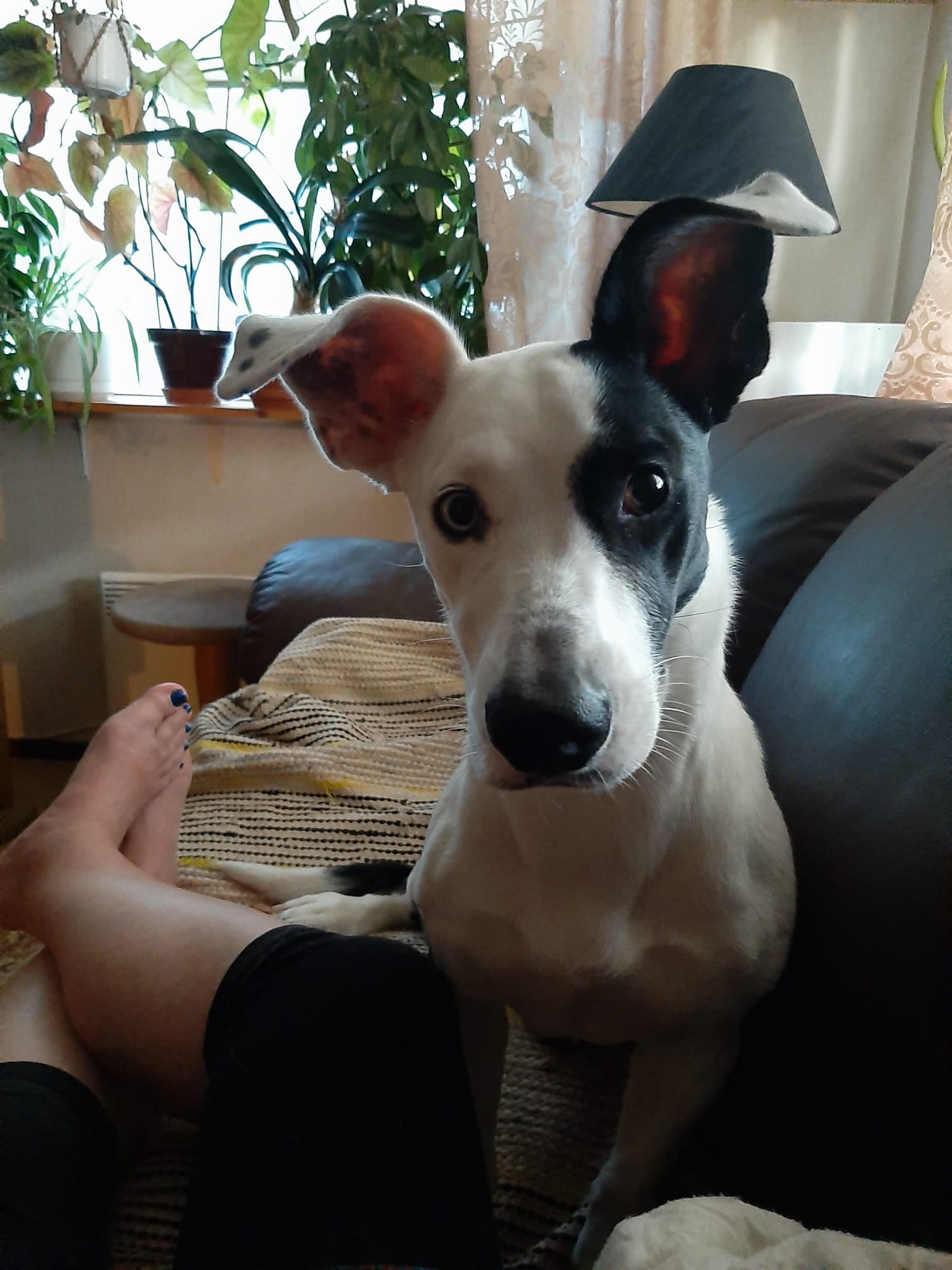 Doggo_Zelda_2